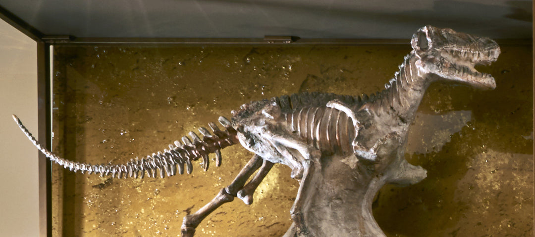 T-Rex Fossil - Dinosaur Sculptures & Decor - 5mm Design Store London