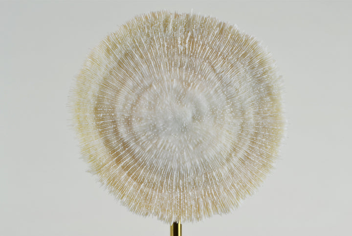 Coral Burst - Detail 2 - Decorative Object / Sculpture. Ivory Colour. Faux Coral home decor. Marble base. Materials: Sandstone, Carrara Marble, Nickel Plated Steel. Available in two sizes: Short, Tall. Short dimensions: W13 D8 H33cm. Tall dimensions: W13 