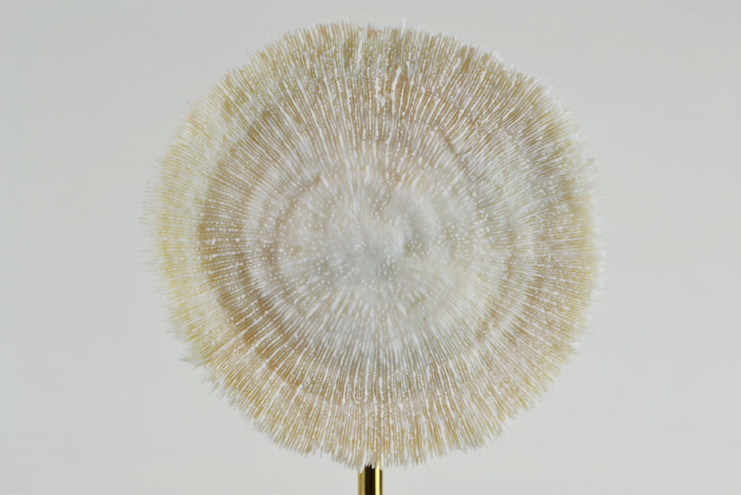 Faux Coral Decorative Object